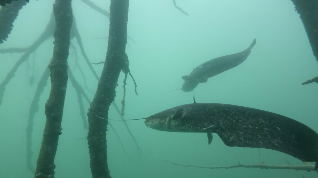 Sheatfishes (Siluridae) - Marine Life Identification