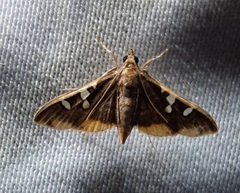 Lepidoptera
