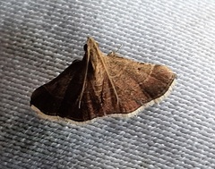 Lepidoptera