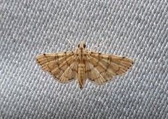 Lepidoptera