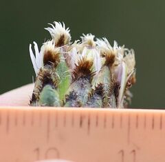 Centaurea scabiosa sadleriana