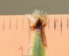 Centaurea scabiosa sadleriana