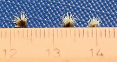 Centaurea scabiosa sadleriana