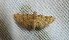 Lepidoptera