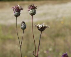 Centaurea scabiosa sadleriana