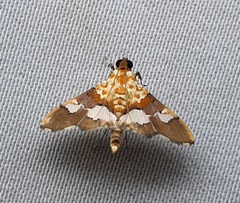 Lepidoptera