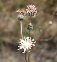 Centaurea scabiosa sadleriana