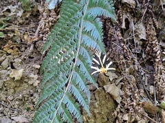 Polystichum setiferum