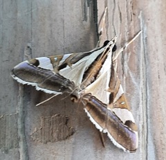 Lepidoptera