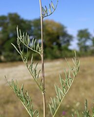 Centaurea scabiosa sadleriana