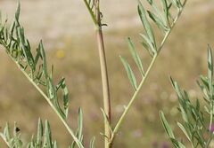Centaurea scabiosa sadleriana