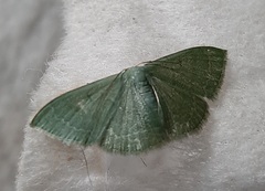 Lepidoptera
