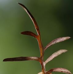 Centaurea scabiosa sadleriana