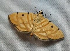 Notarcha tigrina