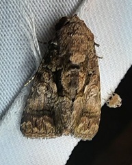 Lepidoptera