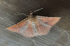 Lepidoptera