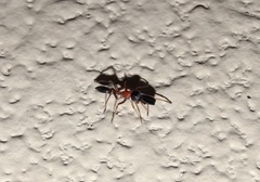 Myrmarachne elongata