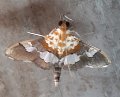 Lepidoptera