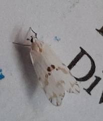 Lepidoptera