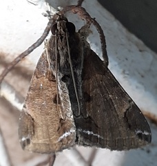 Lepidoptera