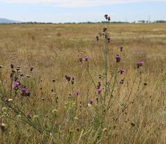 Centaurea scabiosa sadleriana