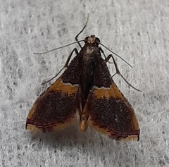 Lepidoptera