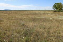 Centaurea scabiosa sadleriana