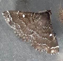Lepidoptera