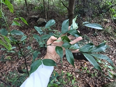 Archidendron lucidum