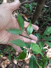 Archidendron lucidum