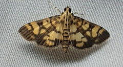 Pardomima