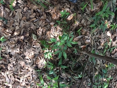 Archidendron lucidum