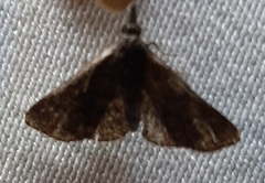 Lepidoptera