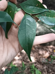 Archidendron lucidum