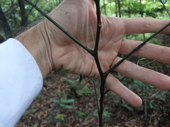 Archidendron lucidum