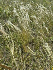 Stipa lessingiana