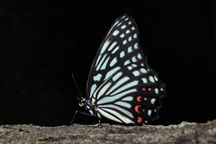 Hestina assimilis assimilis