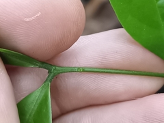 Archidendron lucidum