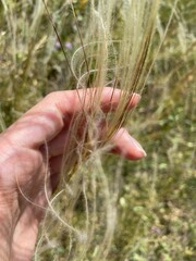 Stipa lessingiana