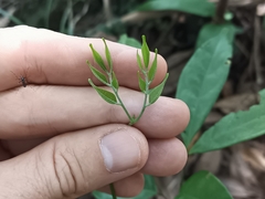 Archidendron lucidum