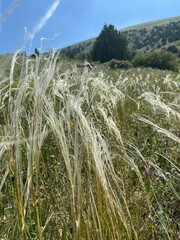 Stipa lessingiana