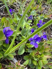 Viola langsdorffii