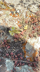 Sempervivum transcaucasicum