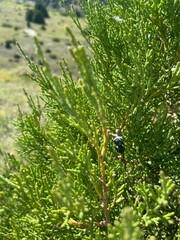 Juniperus sabina