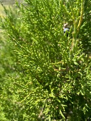 Juniperus sabina