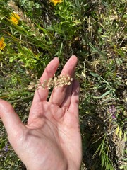 Lepidium perfoliatum