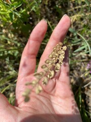 Lepidium perfoliatum