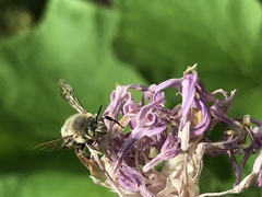 Megachile ericetorum