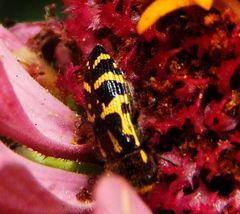 Acmaeodera pulchella