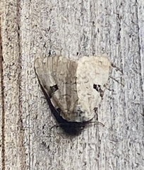 Leuconycta